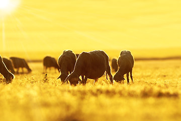 Image showing sheep herd grazing at dawn