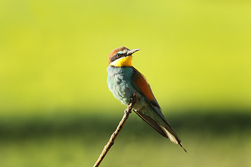 Image showing european bee eater perched on twig