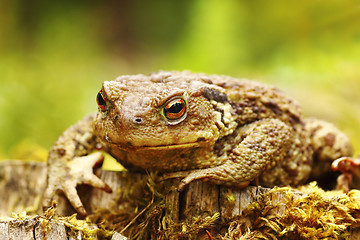 Image showing closeup of ugly common brown toad