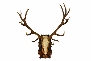 Image showing beautiful large red deer trophy over white