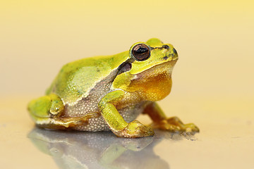 Image showing cute small green frog 