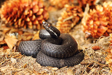 Image showing black common viper on forest ground