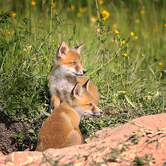 Image showing fox cubs near the burrow in spring