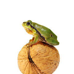 Image showing cute green tree frog over white