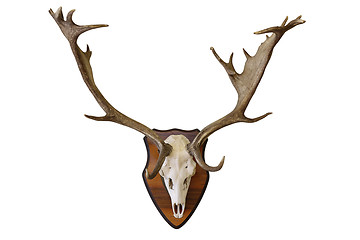 Image showing fallow deer stag hunting trophy on white