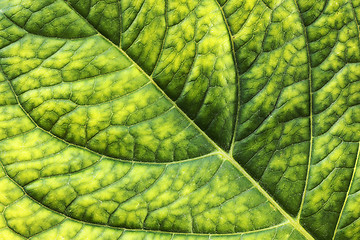 Image showing detailed surface of hortensia leaf