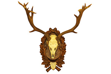 Image showing beautiful fallow deer stag hunting trophy