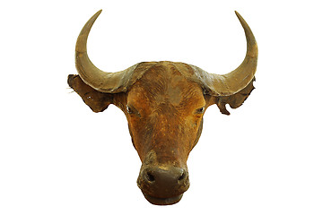 Image showing hunting trophy of african buffalo