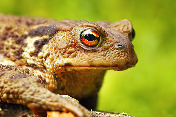 Image showing macro portrait of Bufo bufo toad