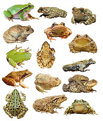 Image showing large collection of isolated frogs and toads