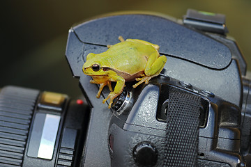 Image showing green tree frog on photo camera