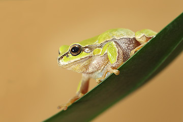 Image showing hyla arborea on a leaf