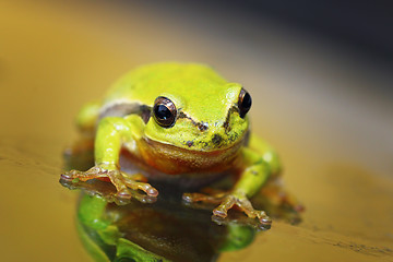 Image showing closeup of cute tree frog