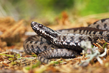 Image showing venomous viper on the ground