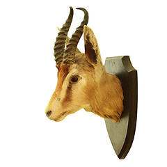 Image showing isolated hunting trophy of Antidorcas marsupialis