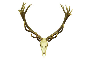 Image showing red deer trophy with large antlers