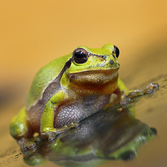 Image showing cute green tree frog full length