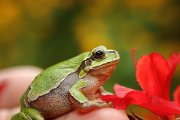 Image showing cute green tree frog in spring setting