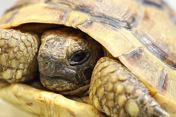 Image showing portrait of Testudo graeca