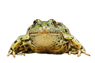 Image showing front view of isolated common marsh frog