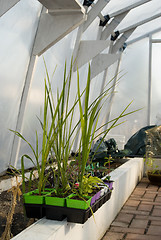 Image showing Vertical Greenhouse