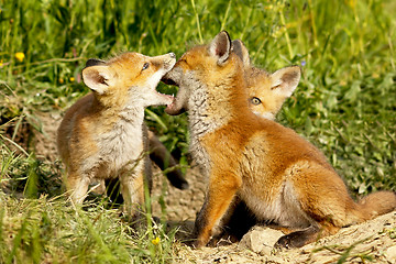 Image showing cute fox cubs playing out of the burrow