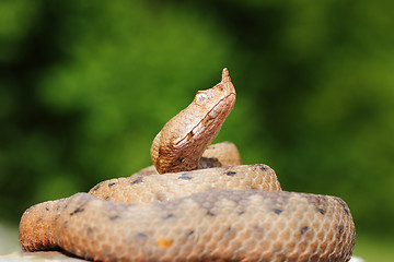 Image showing long nosed viper basking on stone