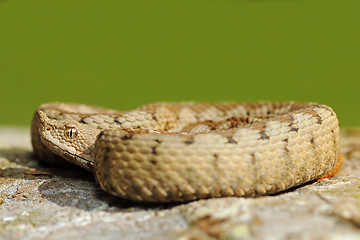 Image showing dangerous snake basking on stone
