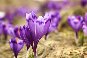 Image showing wild saffron on mountain meadow