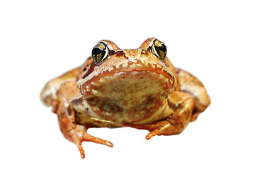 Image showing closeup of european common frog over white