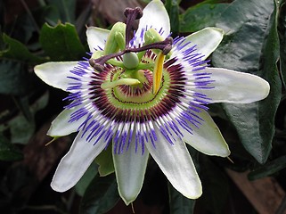 Image showing Passiflora