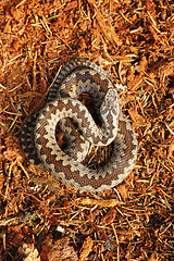 Image showing Vipera berus standing on forest ground