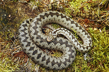 Image showing beautiful male common european adder