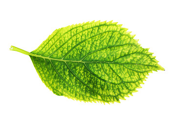 Image showing isolated green hortensia leaf