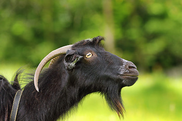 Image showing black bearded goat portrait