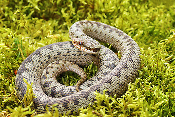 Image showing common viper on green moss