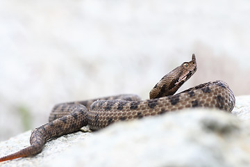 Image showing Vipera ammodytes basking on limestone rock