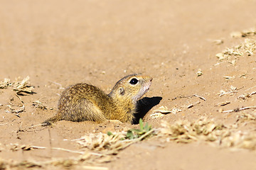 Image showing juvenile ground squirrel close up