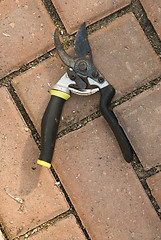 Image showing Garden Shears