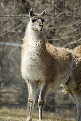 Image showing Llama