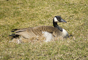 Image showing Canada Goose