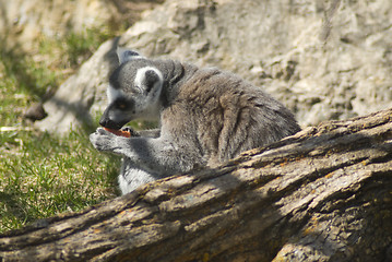 Image showing Lemur