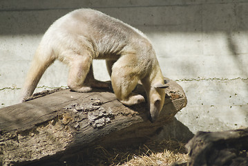 Image showing Ant Eater