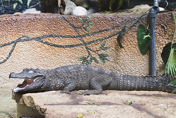 Image showing Crocodile