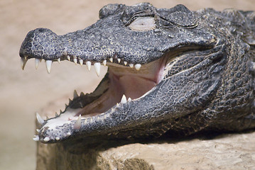 Image showing Closeup of a Crocodile