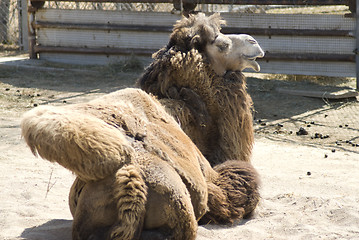 Image showing Camel