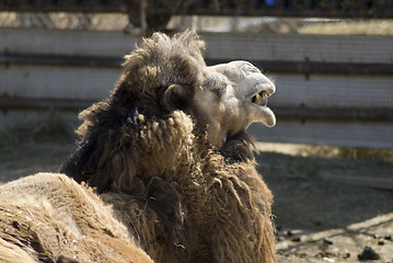 Image showing Camel Face