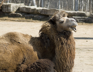 Image showing Ugly Camel