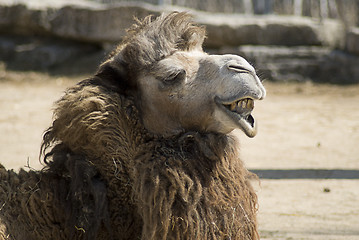 Image showing Camel Face