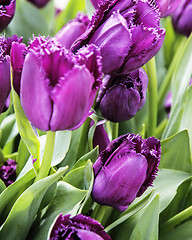 Image showing bunch of tulip flowers close up for background, unusual rare sha